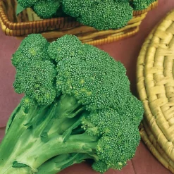 Chou Brocoli 'Calabrese Natalino' - Récolte généreuse et facile