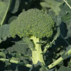 Chou Brocoli 'Calabrese Natalino' - Récolte généreuse et facile