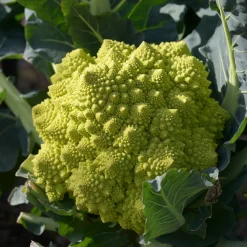 Chou brocoli Romanesco - Le chou qui épate