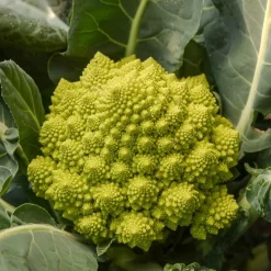 Chou brocoli Romanesco - Le chou qui épate