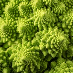 Chou brocoli Romanesco - Le chou qui épate