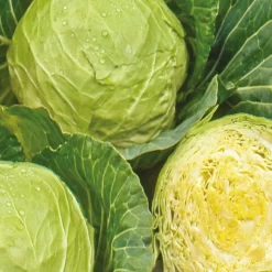 Chou cabus blanc Roem van Enkhuizen 3 Bio - De belles pommes bien fermes