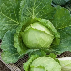 Chou cabus Nantais hâtif - Récolte rapide au potager