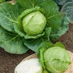 Chou cabus Nantais hâtif - Récolte rapide au potager