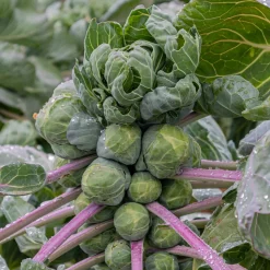 Chou de Bruxelles Roodnerf - Des choux jusqu'en hiver