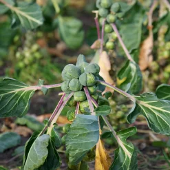 Chou de Bruxelles Roodnerf - Des choux jusqu'en hiver