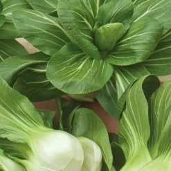 Chou de Chine Pak-choi Green Fortune F1 - Récolte rapide et tendre