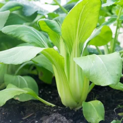 Chou de Chine Pak-choi Green Fortune F1 - Récolte rapide et tendre