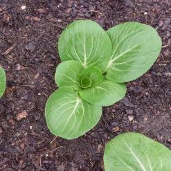 Chou de Chine Pak-choi Green Fortune F1 - Récolte rapide et tendre
