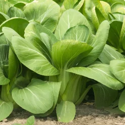 Chou de Chine Pak-choi Green Fortune F1 - Récolte rapide et tendre