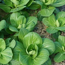 Chou de Chine Pak-choi Green Fortune F1 - Récolte rapide et tendre