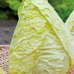 Chou de Milan Bloemendaalse Gele Bio - Récolte douce jusqu'en hiver