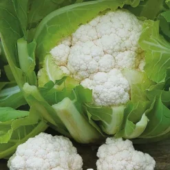 Chou-fleur d'hiver Walcheren Winter 5 - Des choux-fleurs en plein hiver