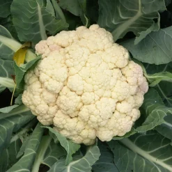 Chou-fleur Merveille de toutes saisons - Des pommes blanches toute l'année