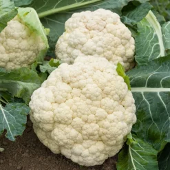 Chou-fleur Merveille de toutes saisons - Des pommes blanches toute l'année