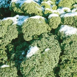 Chou Frisé demi-nain 'Westlandse Winter' - Des feuilles fraîches tout l'hiver