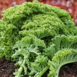 Chou frisé Vert demi nain Kale - Un superaliment au jardin