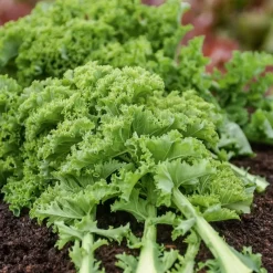 Chou frisé Vert demi nain Kale - Un superaliment au jardin