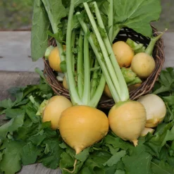 Chou navet Goldana Bio - Des navets dorés faciles