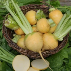 Chou navet Goldana Bio - Des navets dorés faciles