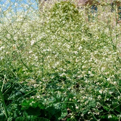 Chou nuage blanc - Crambe - Un nuage fleuri au jardin