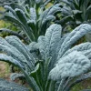 Chou palmier lancinate Nero di Toscana Bio - Le kale noir toscan facile