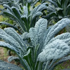 Chou palmier lancinate Nero di Toscana Bio - Le kale noir toscan facile