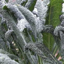 Chou palmier lancinate Nero di Toscana Bio - Le kale noir toscan facile