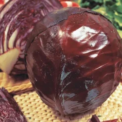 Chou rouge Tête noire 3 - Un rouge intense au potager