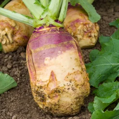 Chou rutabaga Champion jaune à collet rouge - Récolte fondante et rustique