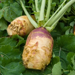 Chou rutabaga Champion jaune à collet rouge - Récolte fondante et rustique