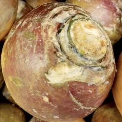Chou rutabaga Champion jaune à collet rouge - Récolte fondante et rustique