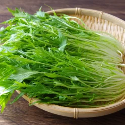 Chou salade Japonais Mizuna Bio - Récolte fraîche en 40 jours