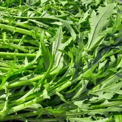 Chou salade Japonais Mizuna Bio - Récolte fraîche en 40 jours