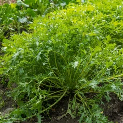 Chou salade Japonais Mizuna Bio - Récolte fraîche en 40 jours