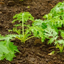 Chou salade Japonais Mizuna Bio - Récolte fraîche en 40 jours