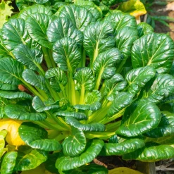 Choux chinois Tatsoi Bio - Récolte tendre en 6 semaines