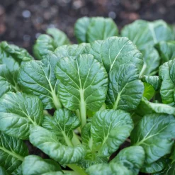 Choux chinois Tatsoi Bio - Récolte tendre en 6 semaines