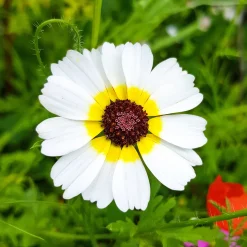 Chrysanthème à carène Polar Star - Un massif blanc éclatant