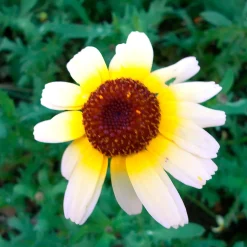 Chrysanthème à carène Polar Star - Un massif blanc éclatant