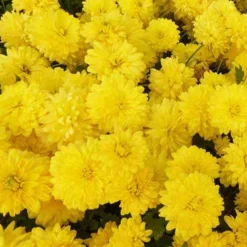 Chrysanthème des jardins Citronella - Le jaune qui dure tout l'automne