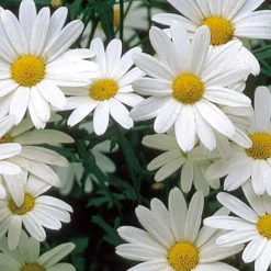 Chrysanthème des prés à grande fleur vivace Alaska - Des marguerites tout l'été