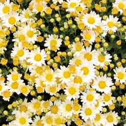 Chrysanthème du pacifique Bengo Weiss - Fleurs jusqu'aux gelées