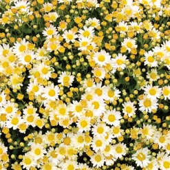 Chrysanthème du pacifique Bengo Weiss - Fleurs jusqu'aux gelées