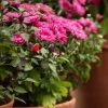 Chrysanthème fuchsia - Le rose qui illumine l'automne