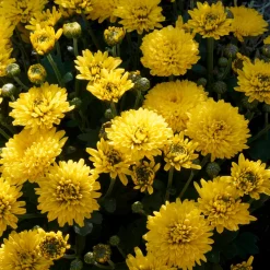 Chrysanthème Jaune - L'automne devient lumineux