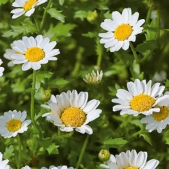 Chrysanthème nain annuel Snow Daisy - Un tapis blanc tout l'été