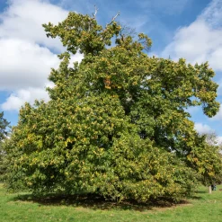 Châtaignier Marsol - Des châtaignes maison en automne