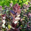 Chèvrefeuille arbustif Purple Storm - Une haie prête en un clin d'œil
