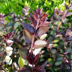 Chèvrefeuille arbustif Purple Storm - Une haie prête en un clin d'œil